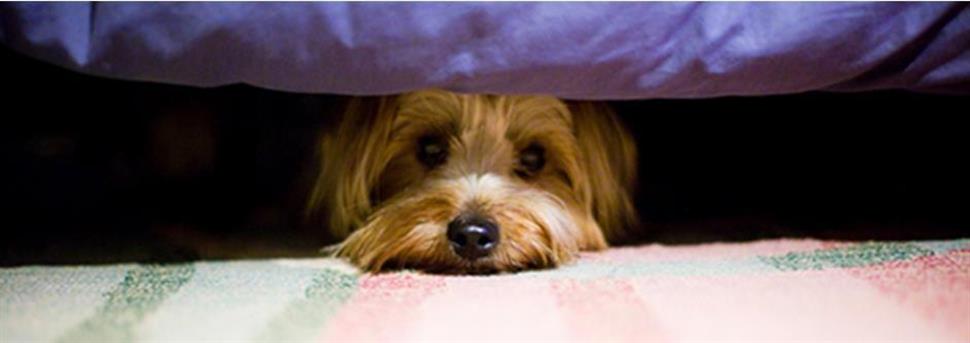 Eerste hulp voor honden en puppy's