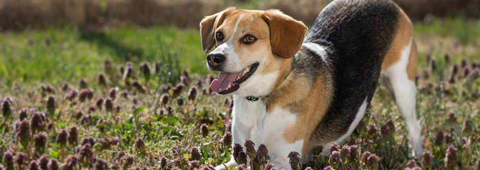 Geef je hond meer zelfvertrouwen