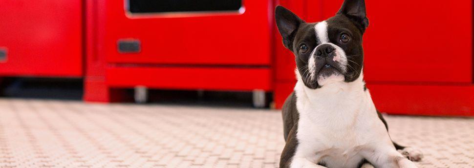 Je hond of puppy laten chippen