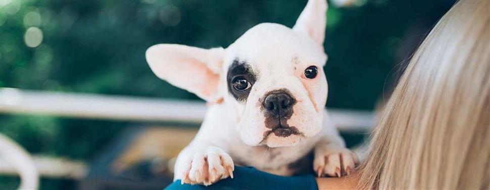 Adopter un chiot abandonné