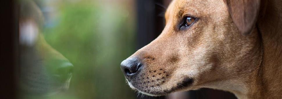 Aider votre chien ou votre chiot à vous comprendre
