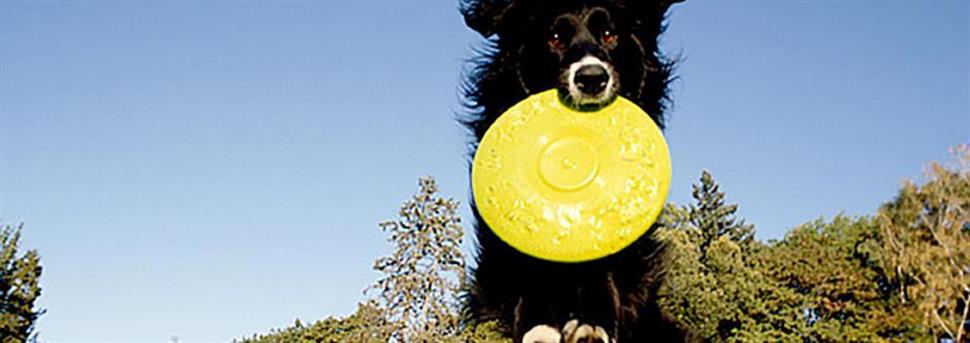 Apprendre à votre chien à donner la patte