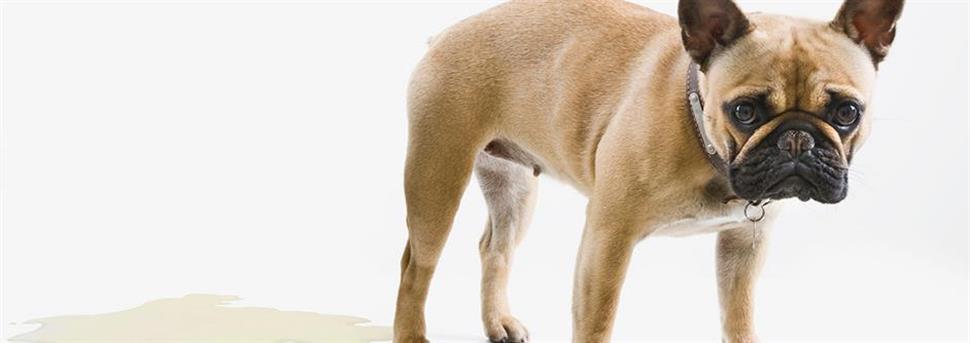 Comment faire pour que son chien soit propre