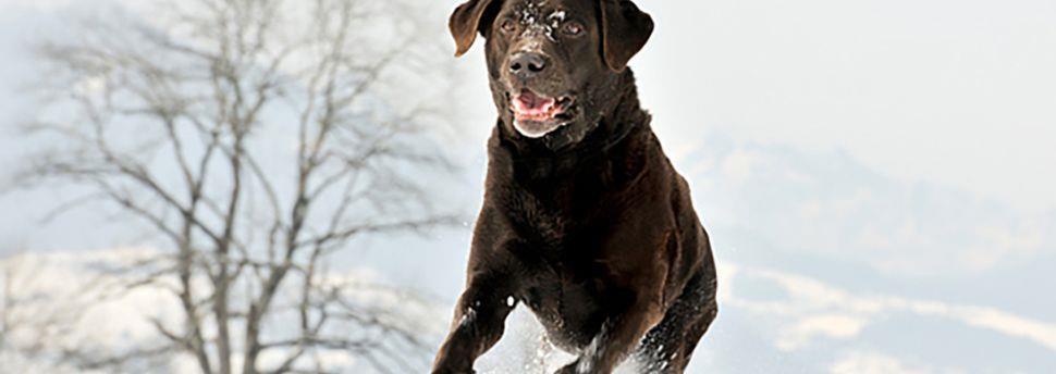 Comment gérer un chien stressé ?