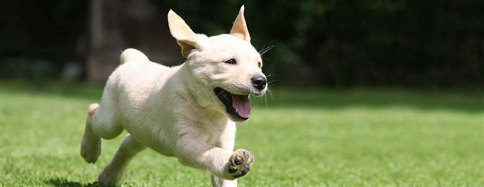 Comment présenter mon nouveau chien à mon chat ?