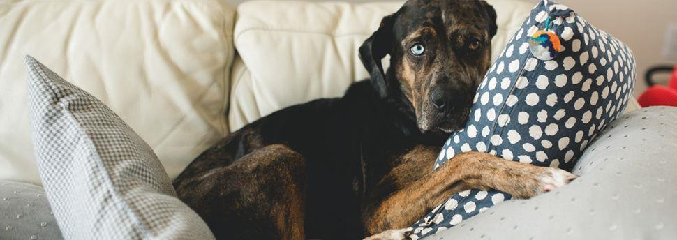 Comment rendre l’éducation canine plus facile