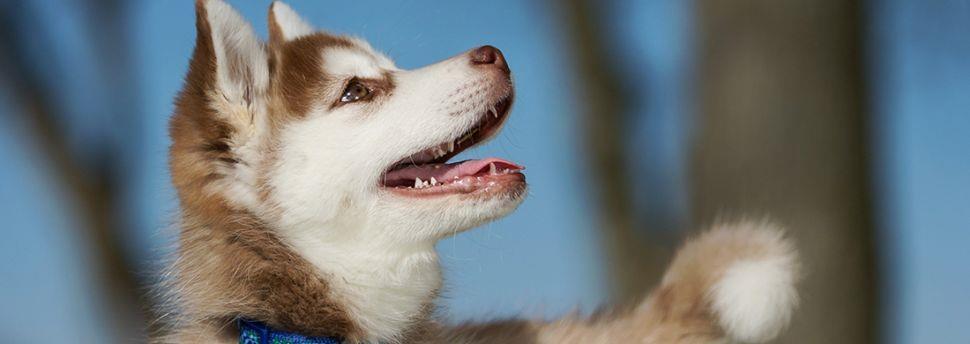 Comprendre le langage corporel de votre chien
