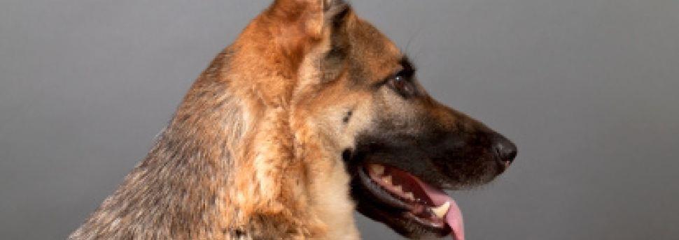 Contrôler l’envie de poursuite de votre chien