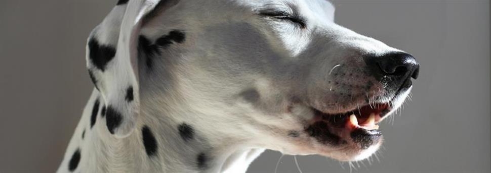 De combien de temps d’exercice votre chiot a-t-il besoin ?