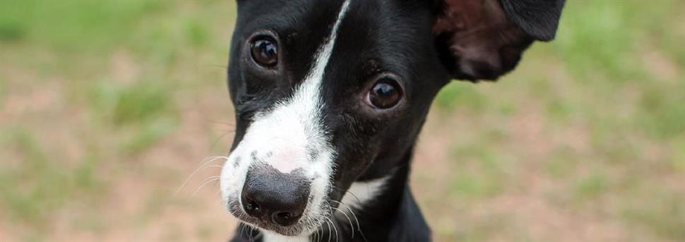 Des repas sans problèmes pour les chiots