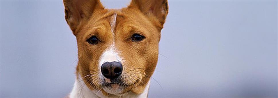 Donner un bain à votre chien ou votre chiot