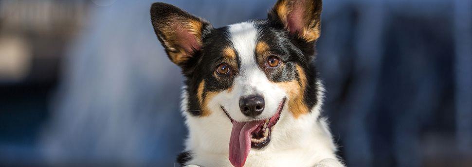 Donner un médicament à votre chien