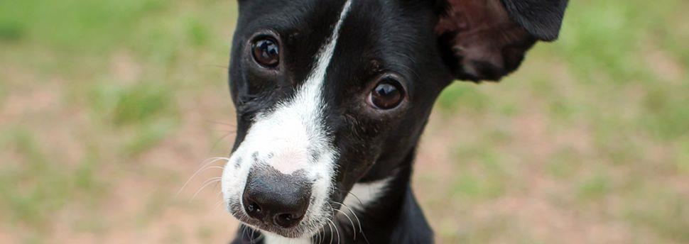 Éduquer votre chien à venir sur ordre
