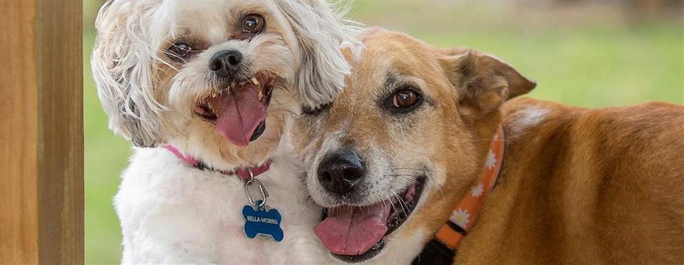 Empêcher votre chien de s’échapper