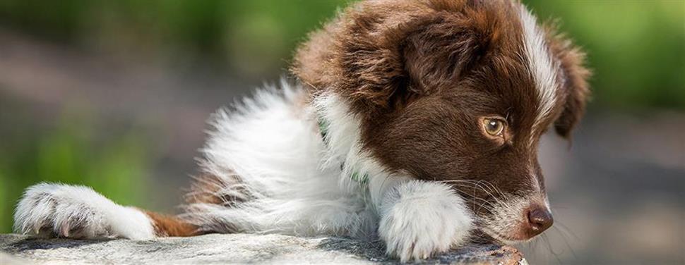 En quoi les aliments pour chiots sont-ils spécifiques ?