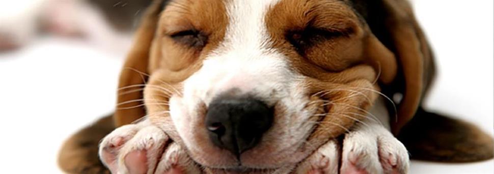 Évolution de l’alimentation de votre chien