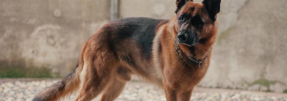 Faire des parcours d’obstacles avec votre chien ou votre chiot