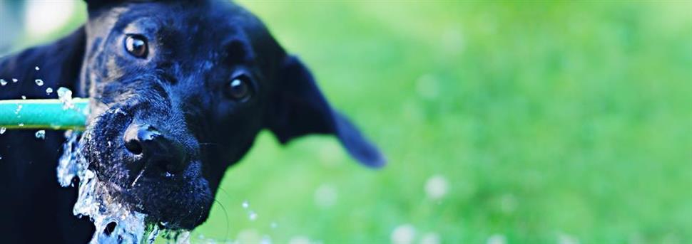 Guide nutritionnel pour les chiots