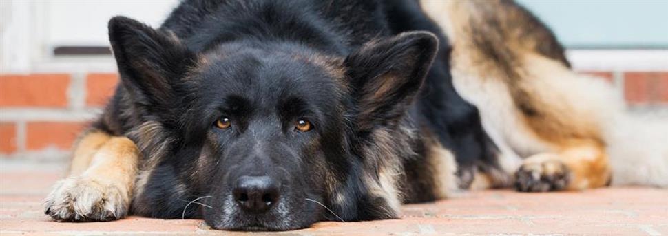 Le calcium, le phosphore et votre chien