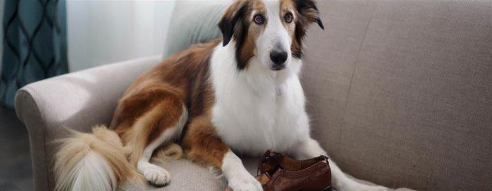 Le jeu avec votre chien ou votre chiot