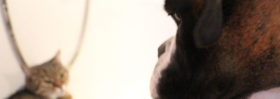 Les premiers jours avec un nouveau chien abandonné
