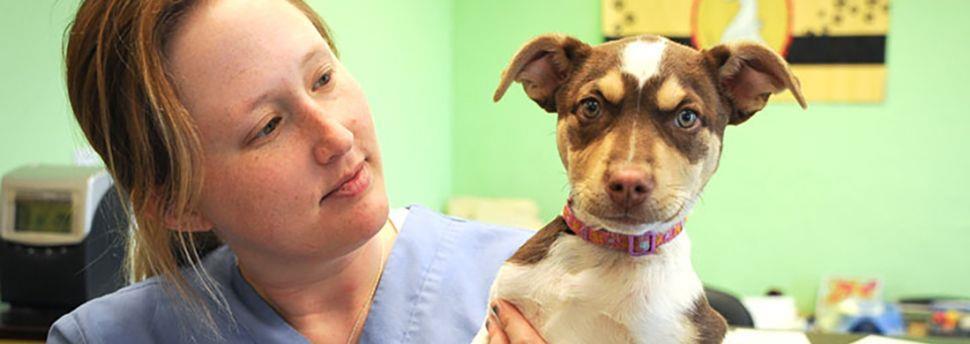 Les vaccins du chien