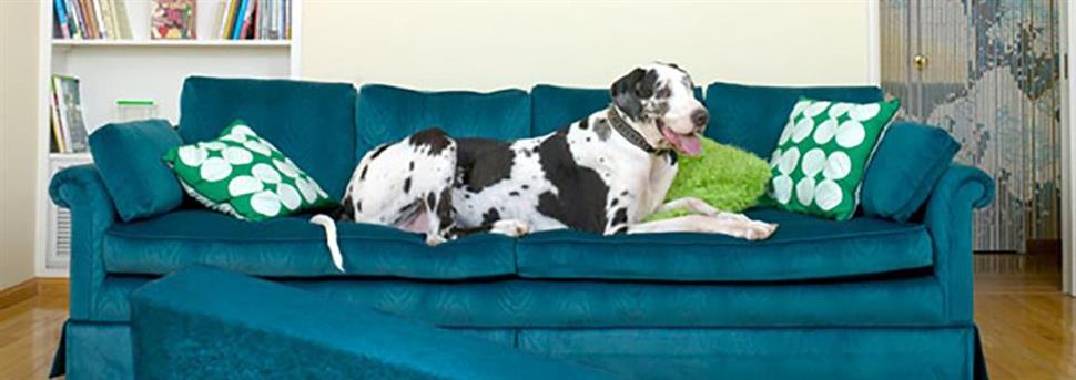 Obéissance du chien et du chiot