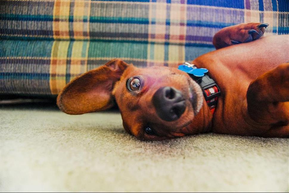Prévenir l’aboiement excessif de votre chien