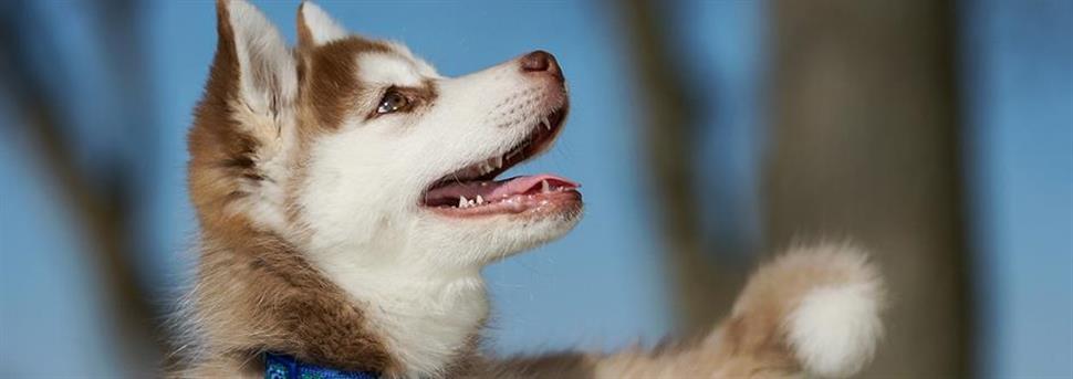 Questions fréquentes sur l’alimentation des chiots
