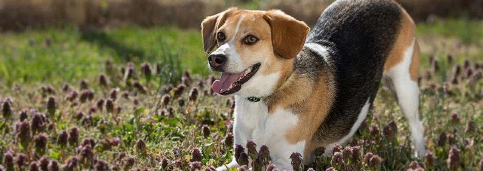 Toiletter votre chien ou votre chiot