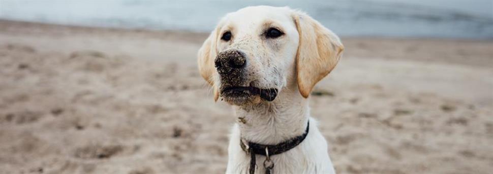Une alimentation équilibrée pour des chiots en pleine croissance