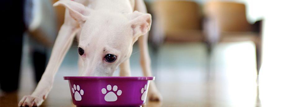 Vous voulez essayer une nourriture pour chiot différente ?