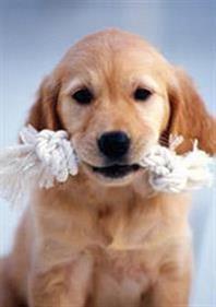 Cao com pedigree Clearance