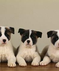 Qual cachorro Clearance