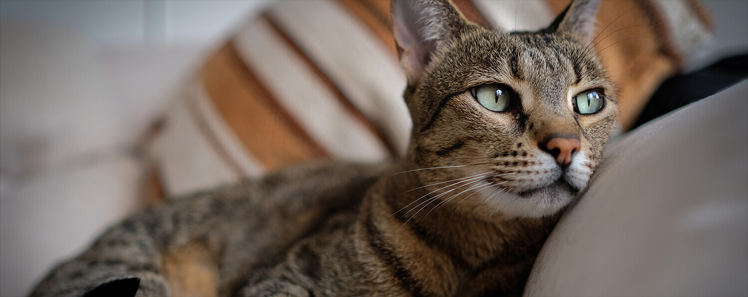 LES BESOINS UNIQUES DES CHATS D'INTÉRIEUR