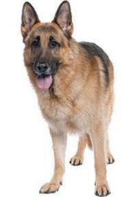 healthy snacks for overweight dogs