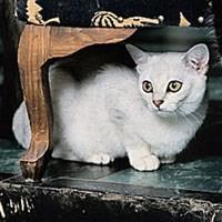 Burmilla