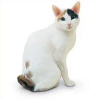 Japonský bobtail