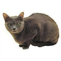 Korat