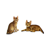 Ceylon Cat