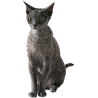 Devon Rex