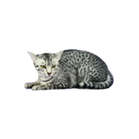 Egyptian Mau