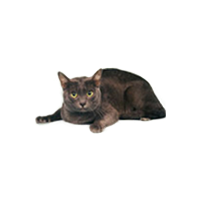 Korat