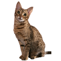 Ocicat
