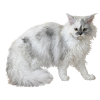 Sellkirk Rex
