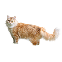 Sibirische Katze