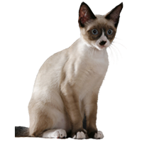 Snowshoe