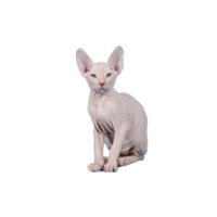 Sphynx