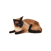 Thaikatze