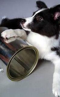 Adopter un chien au passé difficile Adopter un chien au passé difficile